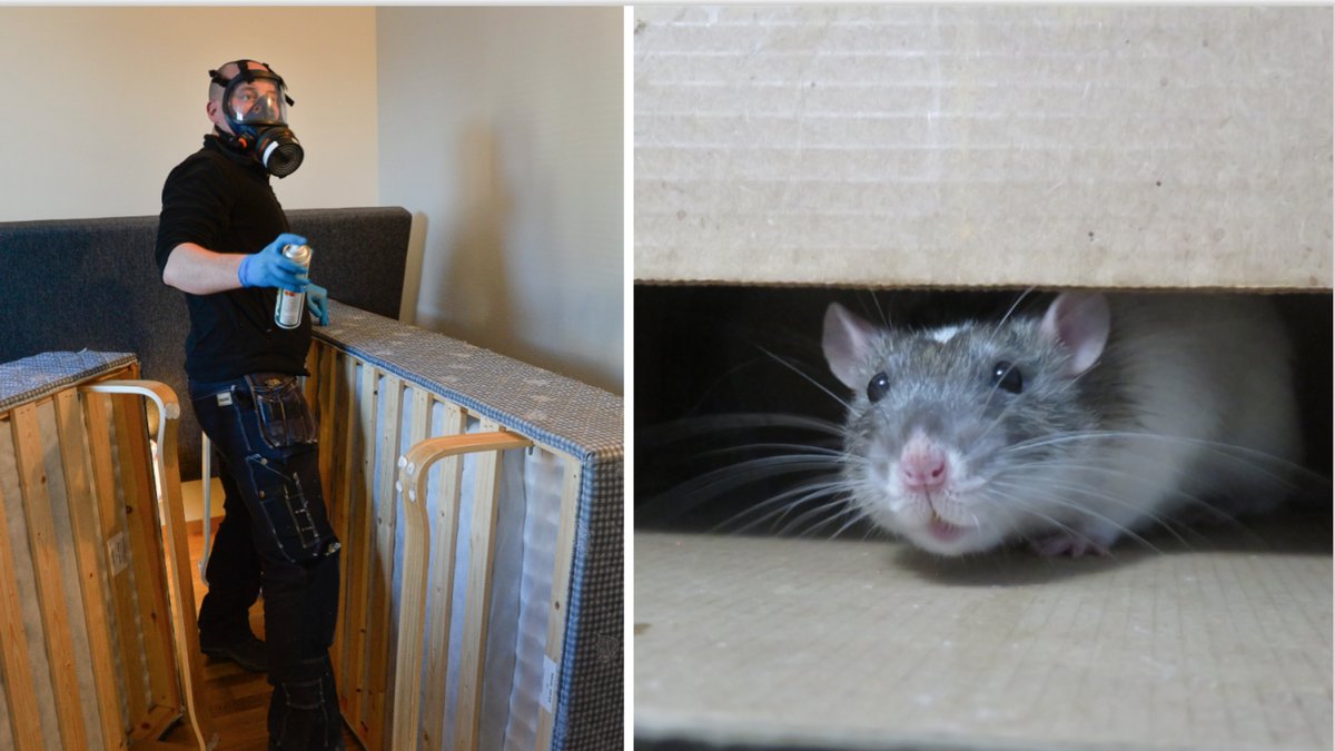 De krafsande ljuden under sängen kom från råttor som bott in sig i Ellinors lägenhet.